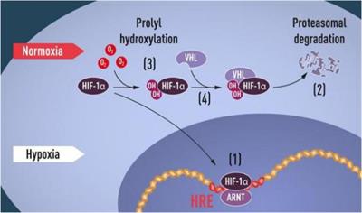 Ozone in Medicine: A Few Points of Reflections